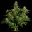 Quantum Terp F1