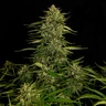 Quantum Terp F1