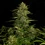 Quantum Terp F1