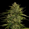 Quantum Terp F1