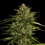 Quantum Terp F1