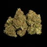 Quantum Terp F1