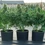 Quantum Terp F1