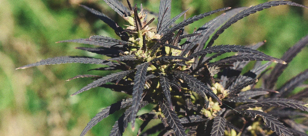 Hot Tips For Growing Weed In Cold Weather Hot Tips For Growing Weed In Cold Weather