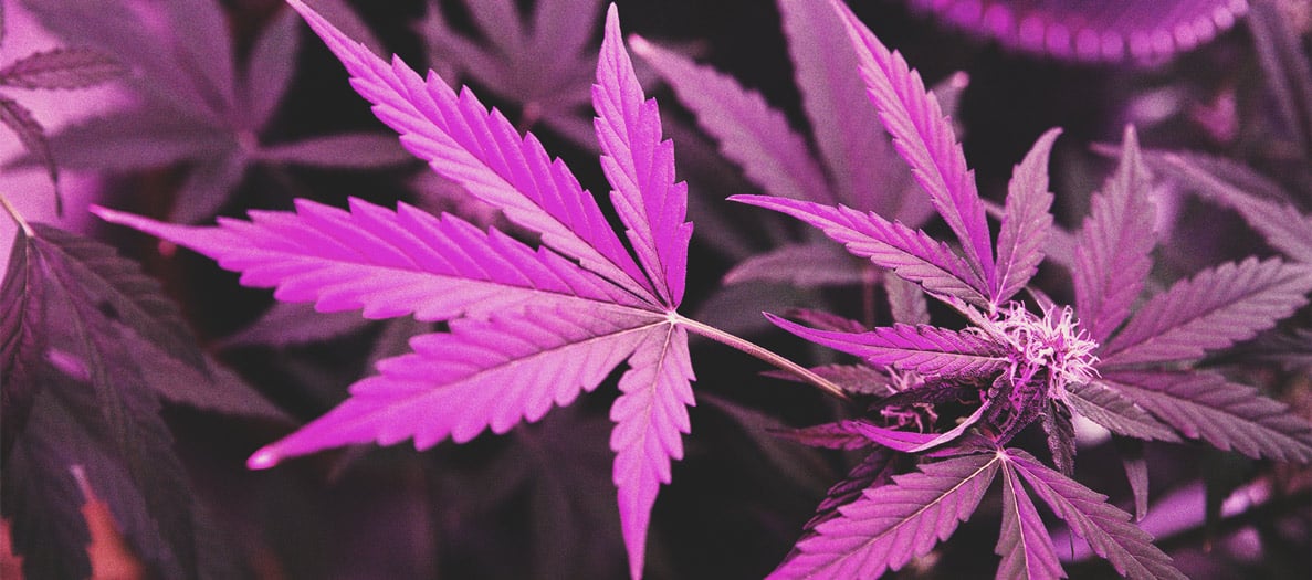 How to Grow Stronger Weed How to Grow Stronger Weed