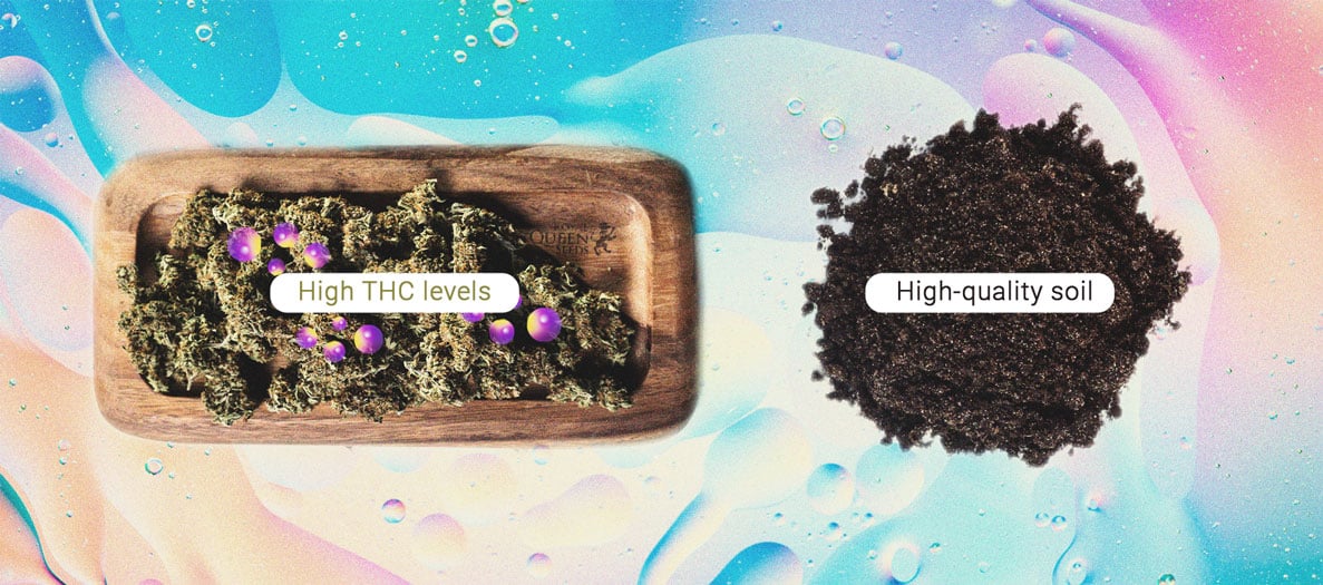 How to Grow Stronger Weed How to Grow Stronger Weed