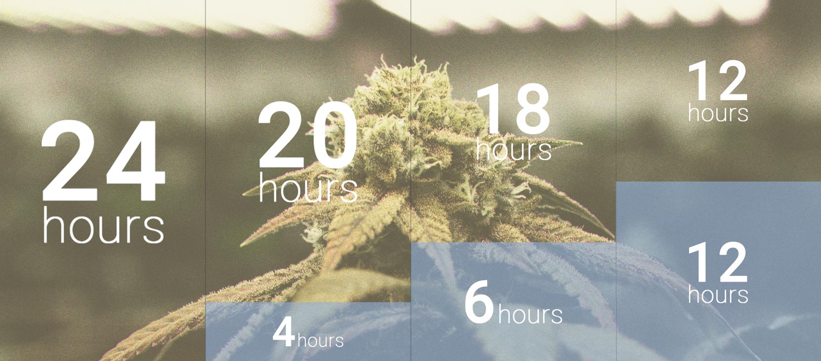 The Importance Of The Dark Cycle In Cannabis Cultivation The Importance Of The Dark Cycle In Cannabis Cultivation