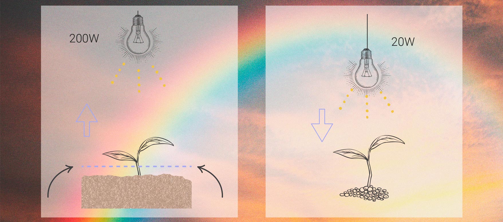 An image depicting a cannabis seedling exhibiting abnormal stretching, indicating stress due to insufficient light. The seedling has elongated stems and small leaves, illustrating the survival mechanism of reaching for more light. This visual emphasizes the importance of proper light placement and intensity to prevent stretching in seedlings during the growing phase.