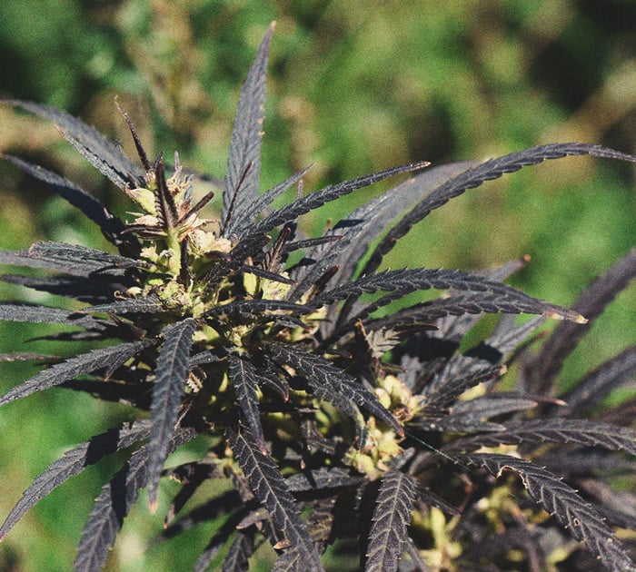 Hot Tips For Growing Weed In Cold Weather Hot Tips For Growing Weed In Cold Weather
