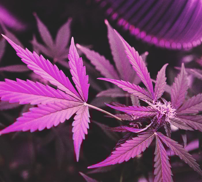 How to Grow Stronger Weed How to Grow Stronger Weed