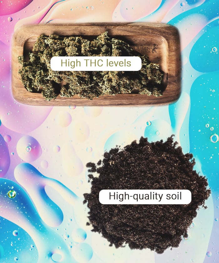 How to Grow Stronger Weed How to Grow Stronger Weed