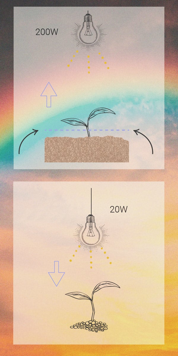 An image depicting a cannabis seedling exhibiting abnormal stretching, indicating stress due to insufficient light. The seedling has elongated stems and small leaves, illustrating the survival mechanism of reaching for more light. This visual emphasizes the importance of proper light placement and intensity to prevent stretching in seedlings during the growing phase.