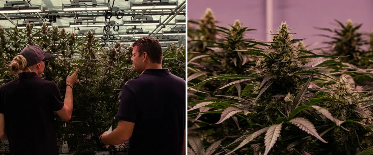 The 2019 in Cultivation: Vigour, Structure, and Advanced Flowering Cannabis plants growing in a professional cultivation facility, showing vigorous structure and dense flowering under controlled conditions.