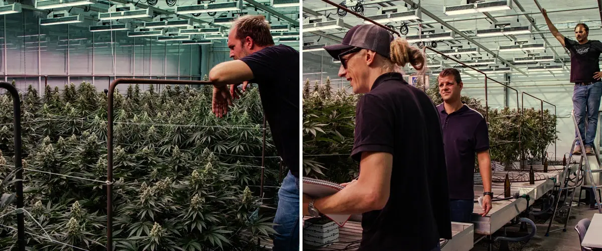The 2019 Greenhouse Trial: Strong Growth and Flowering Performance Cannabis plants undergoing evaluation in a professional greenhouse trial, showing strong growth and dense flowering under controlled conditions.