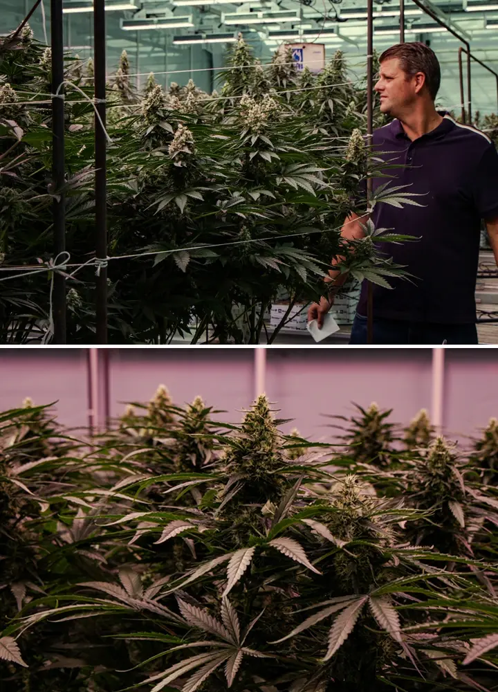 The 2019 Trial: Vigorous Growth and Dense Flowering Flowering cannabis plants being evaluated in a professional greenhouse trial, showing vigorous growth and dense bud development.