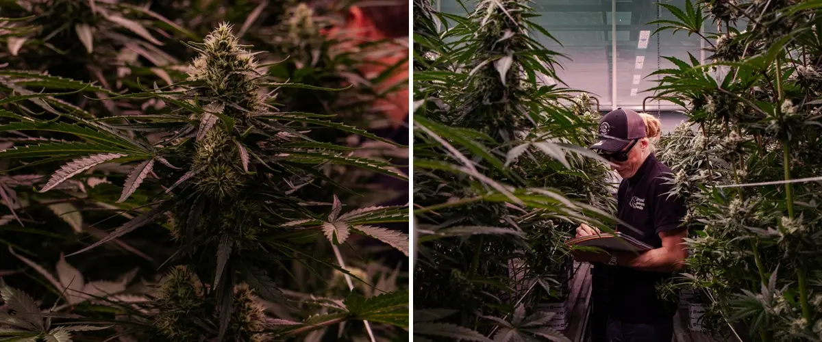 The 2019 Trial: Flowering Performance Under Controlled Conditions Flowering cannabis plants being assessed in a professional greenhouse trial, highlighting dense bud formation and controlled cultivation conditions.