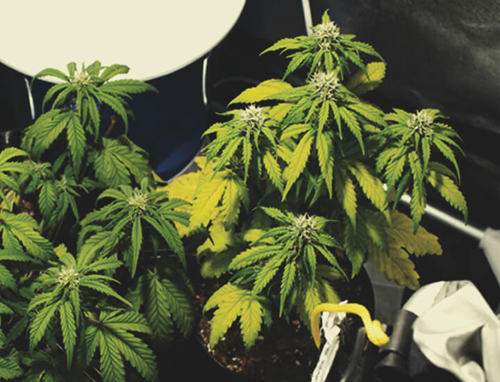 The Causes And Solutions For Yellow Cannabis Leaves. - Rqs Blog