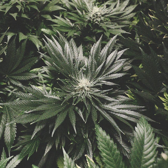 Cannabis Nutrient Burn Cannabis Nutrient Burn