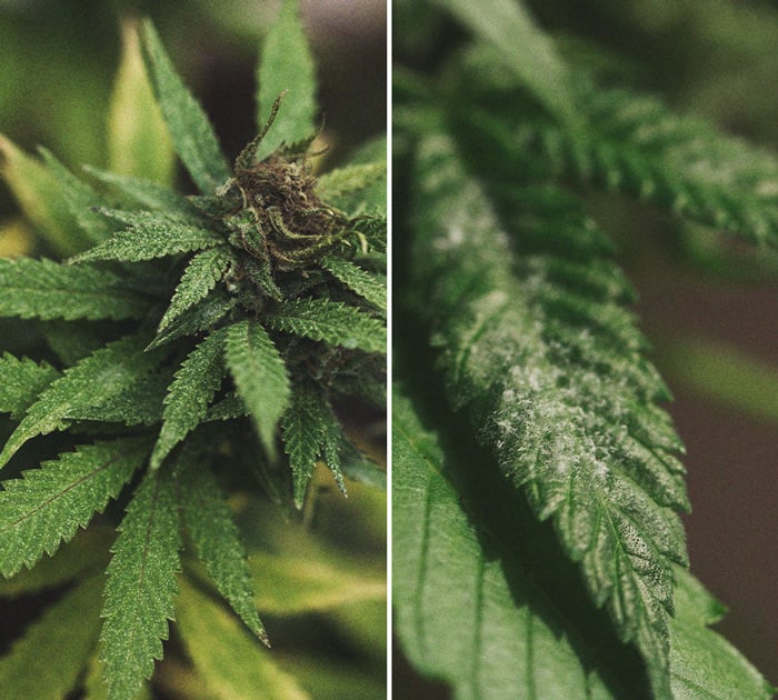 CANNABIS AILMENTS CANNABIS AILMENTS