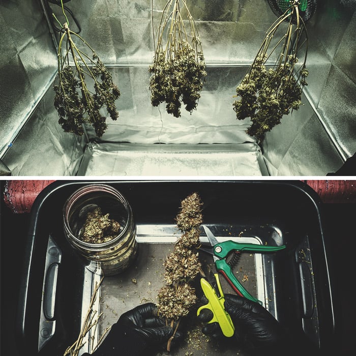 Purple Punch Automatic Grow Report Purple Punch Automatic Grow Report