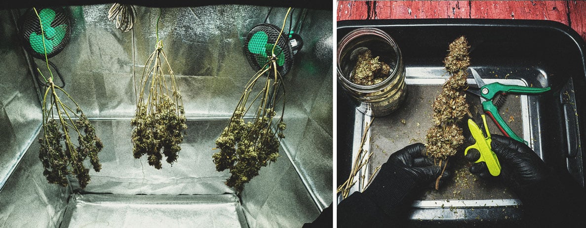 Purple Punch Automatic Grow Report Purple Punch Automatic Grow Report