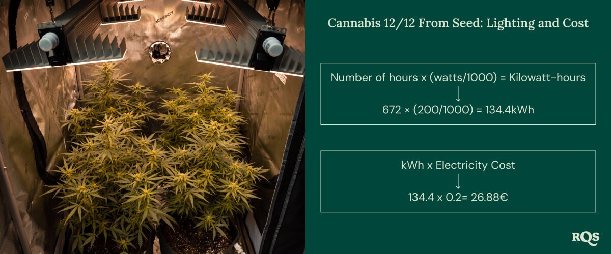 12-12 cannabis light cycle cost