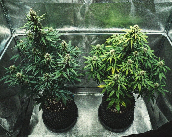 Do-Si-Dos Automatic Grow Report