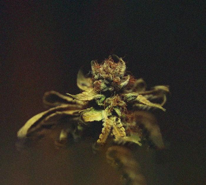 CANNABIS AILMENTS CANNABIS AILMENTS