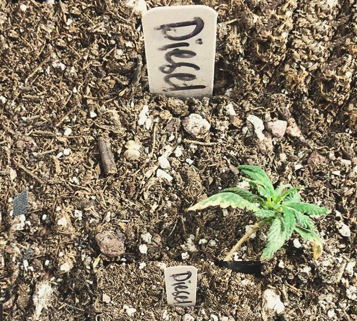 CANNABIS AILMENTS CANNABIS AILMENTS