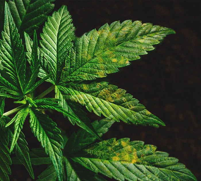 CANNABIS AILMENTS CANNABIS AILMENTS