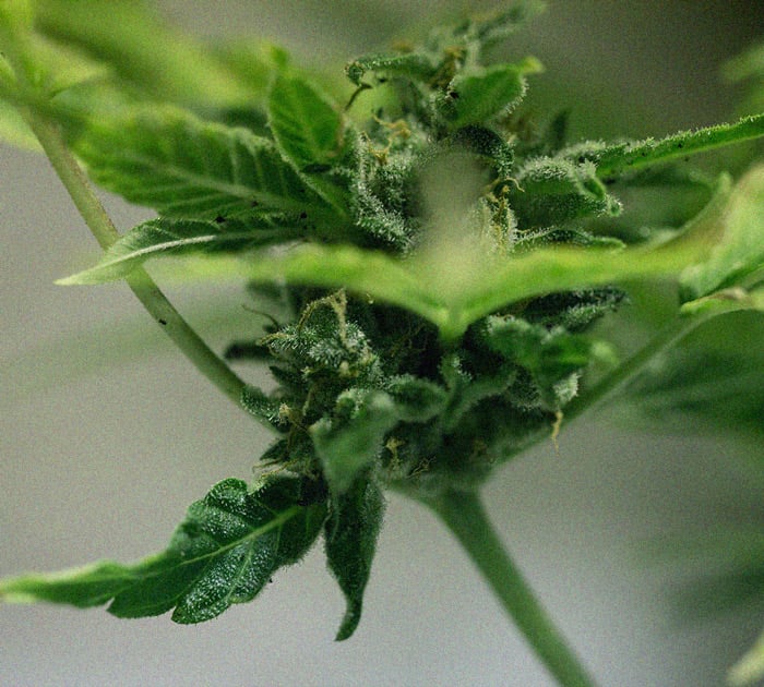 CANNABIS AILMENTS CANNABIS AILMENTS