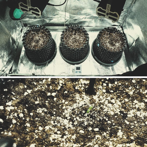 Purple Punch Automatic Grow Report Purple Punch Automatic Grow Report