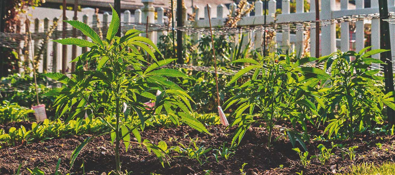 The Basics of Cannabis Outdoor Growing (Part 3)