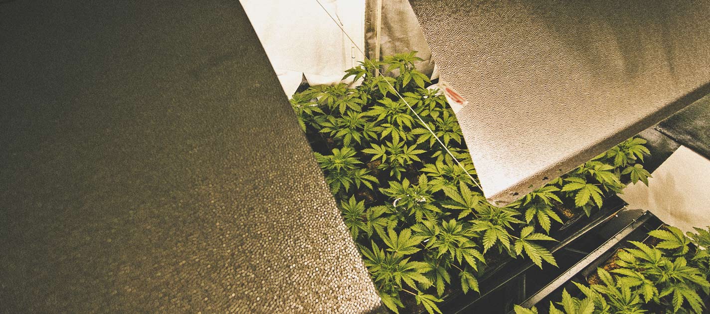 How to Automate Your Cannabis Grow Operation