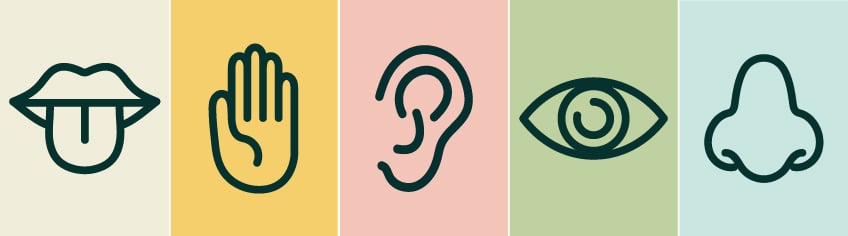 The five senses The five senses