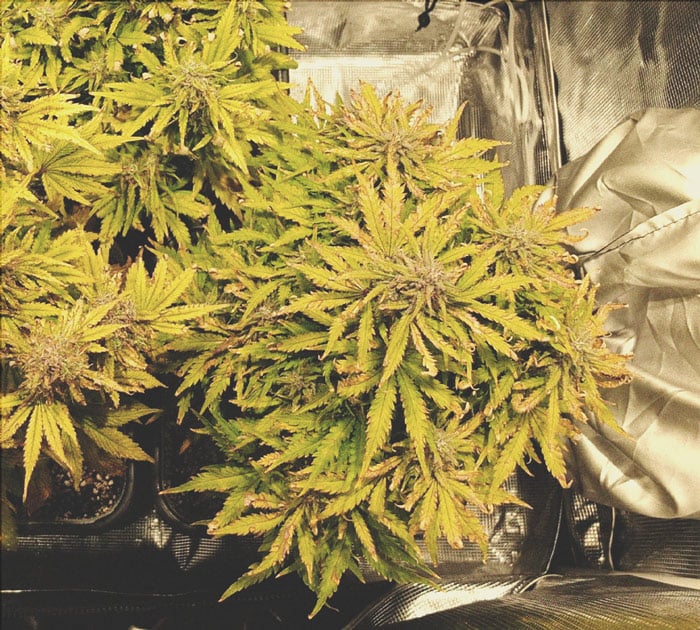 How to Grow Stronger Weed How to Grow Stronger Weed