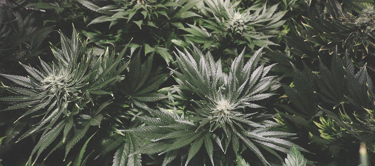 Cannabis Nutrient Burn Cannabis Nutrient Burn