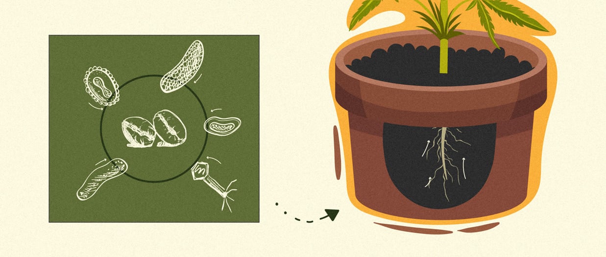 How to Use Coffee Grounds as an All-Natural Cannabis Fertiliser How to Use Coffee Grounds as an All-Natural Cannabis Fertiliser