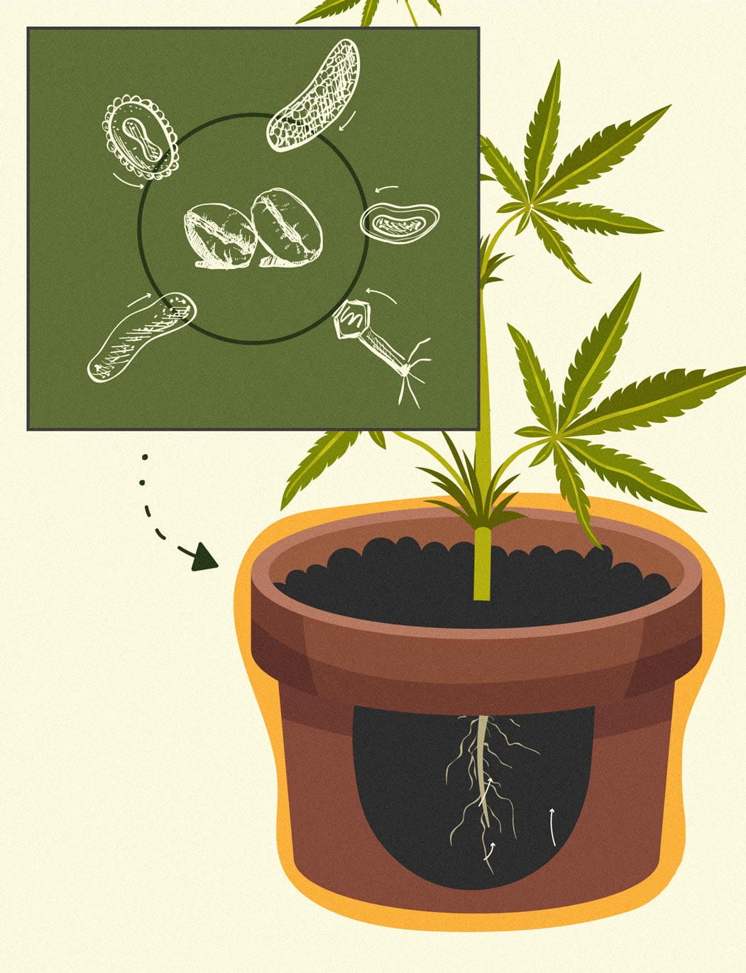 How to Use Coffee Grounds as an All-Natural Cannabis Fertiliser How to Use Coffee Grounds as an All-Natural Cannabis Fertiliser