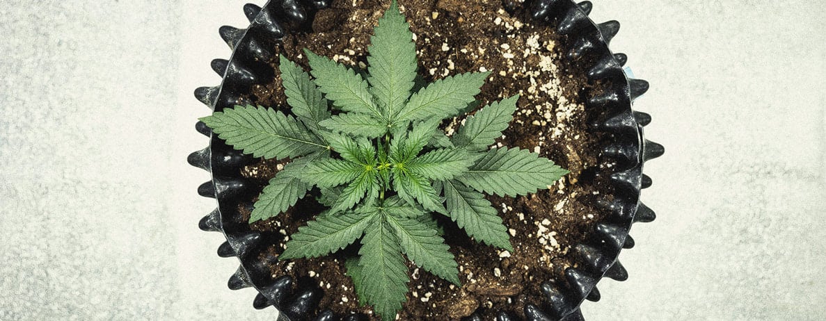 Learn How To Grow Autoflowers: Week-By-Week Guide