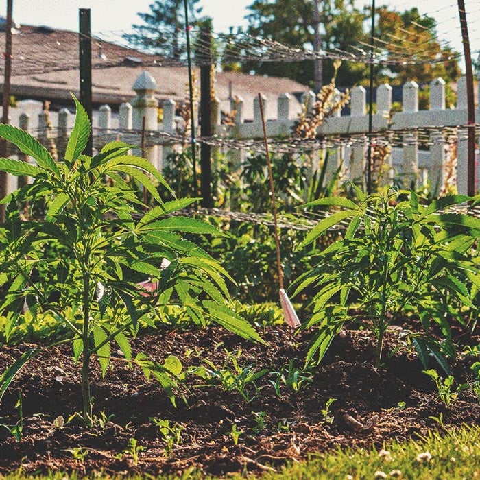 The Basics of Cannabis Outdoor Growing (Part 3) The Basics of Cannabis Outdoor Growing (Part 3)