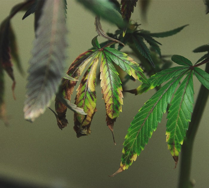 CANNABIS AILMENTS CANNABIS AILMENTS