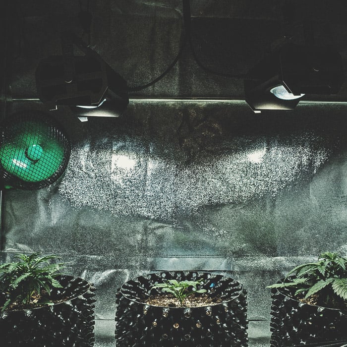 The Basics of Cannabis Outdoor Growing (Part 2) The Basics of Cannabis Outdoor Growing (Part 2)