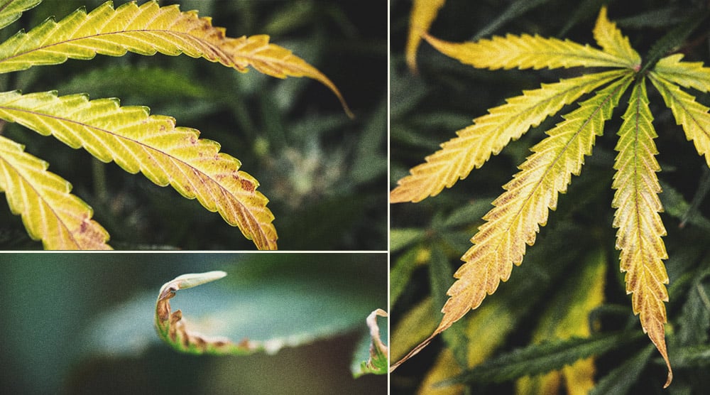 Cannabis Trichomes And How They Tell You When To Harvest - Herbies