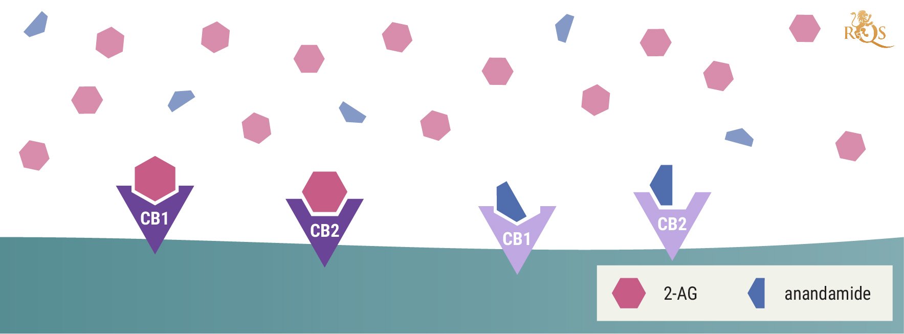 Estrutura química da anandamida e do 2-glicerol araquidonil (2-AG)