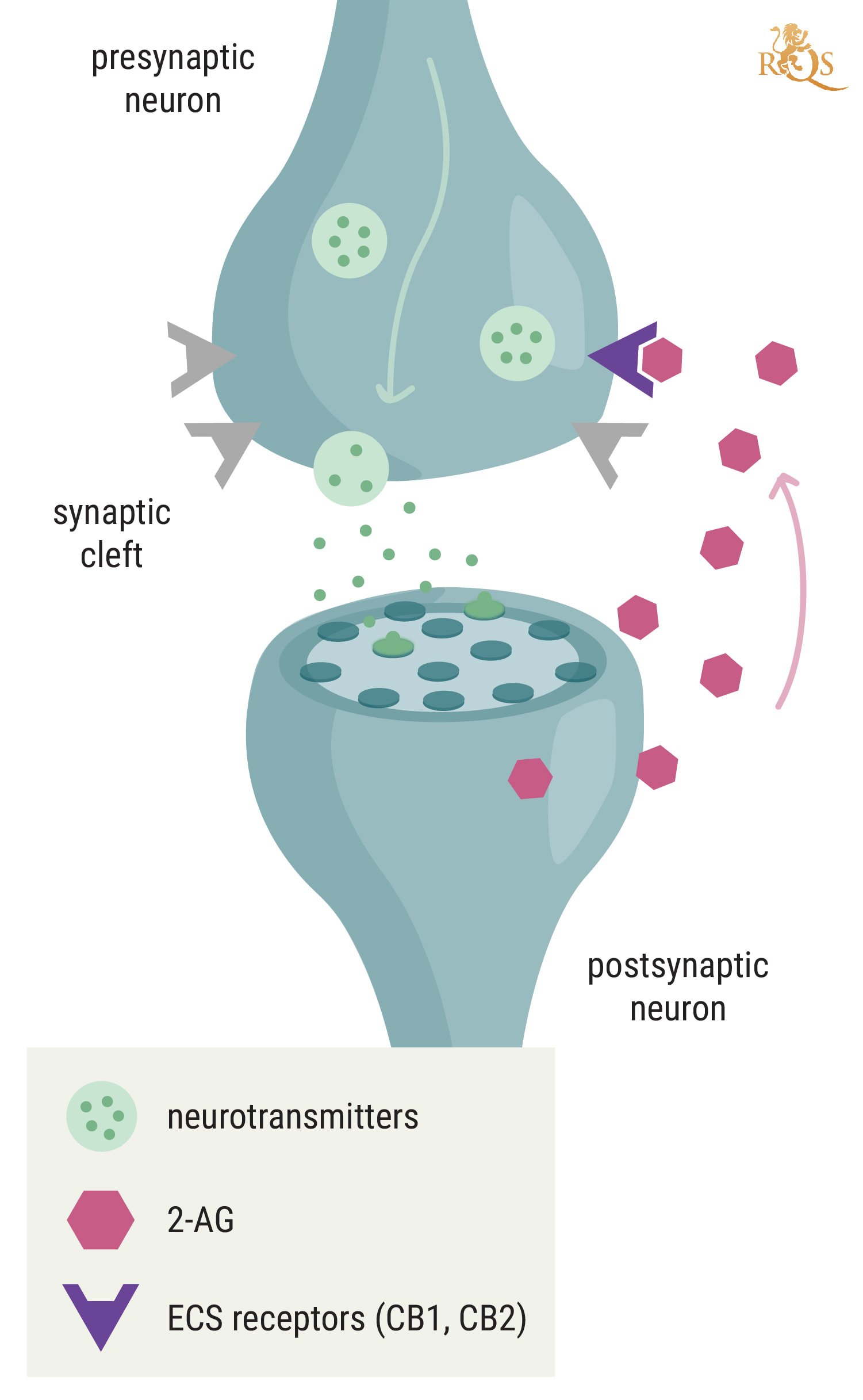 Cannabinoid Science 101: What is Anandamide (AEA)? - Sensi Seeds
