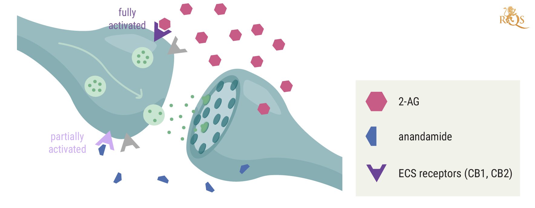 What is anandamide and how does it help marijuana users? - CannaConnection