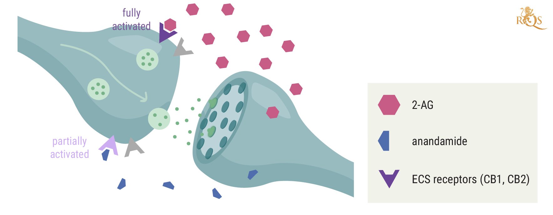 Cannabis, the Endocannabinoid System, and Immunity