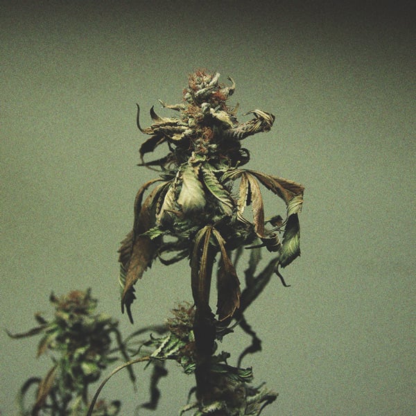 Identification of Cannabis Nute Burn Identification of Cannabis Nute Burn