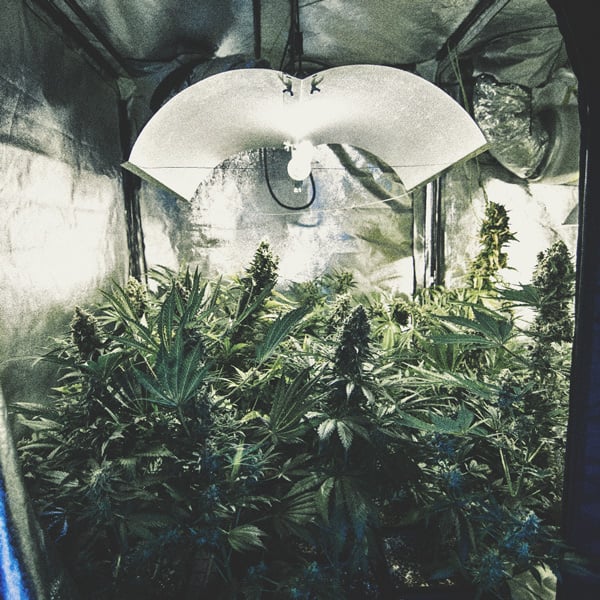 How to Automate Your Cannabis Grow Operation